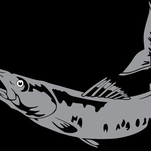 barracuda1 Thumbnail