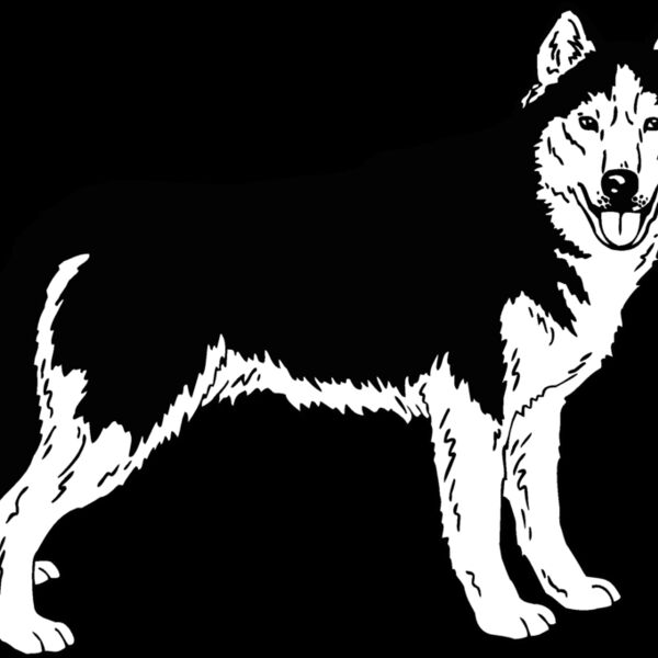 siberian husky 01 Thumbnail