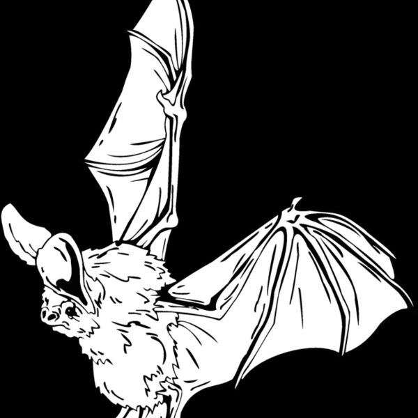 bat Thumbnail