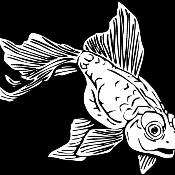 goldfish02 Thumbnail