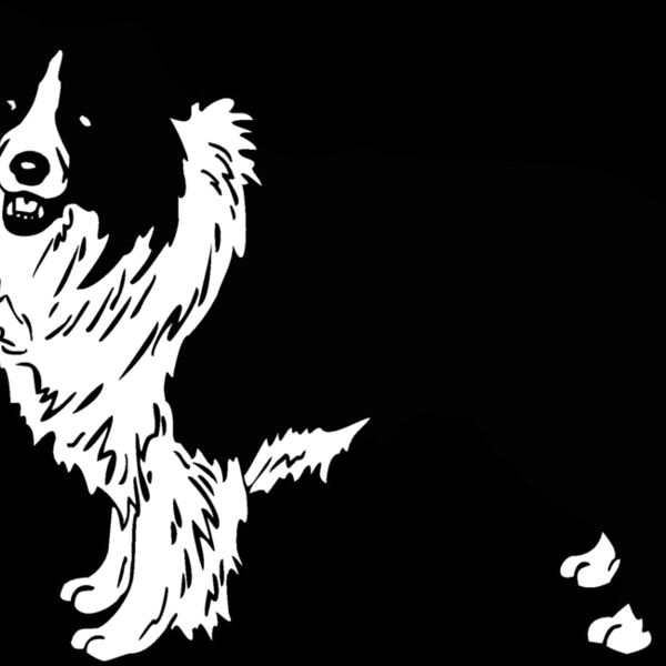 border collie Thumbnail
