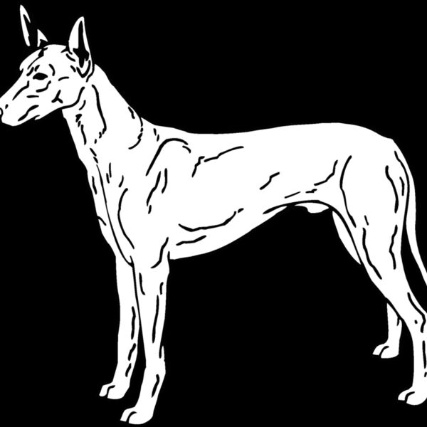 pharoah hound dog Thumbnail