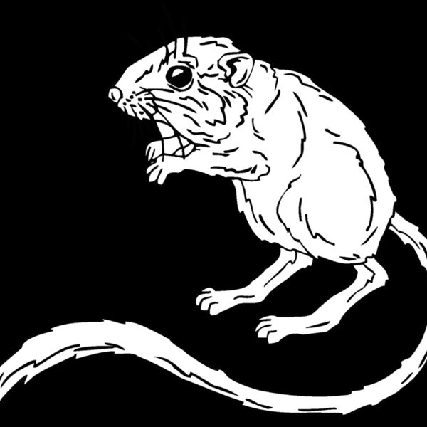 kangaroo mouse Thumbnail