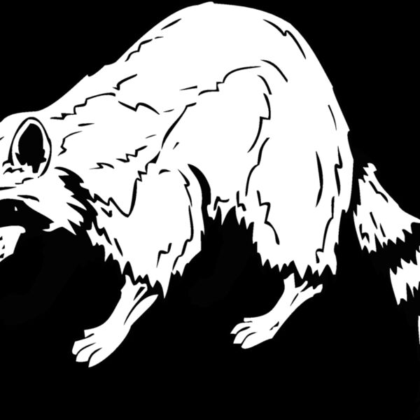 racoon Thumbnail