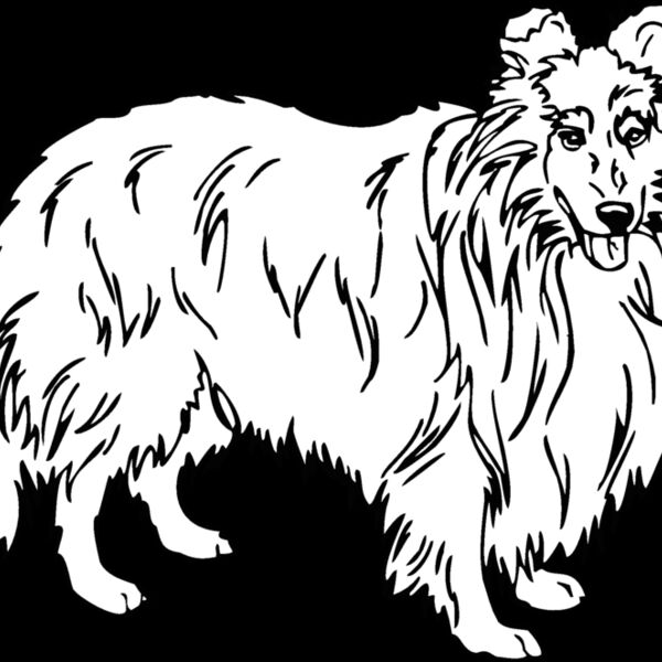 shetland sheepdog Thumbnail