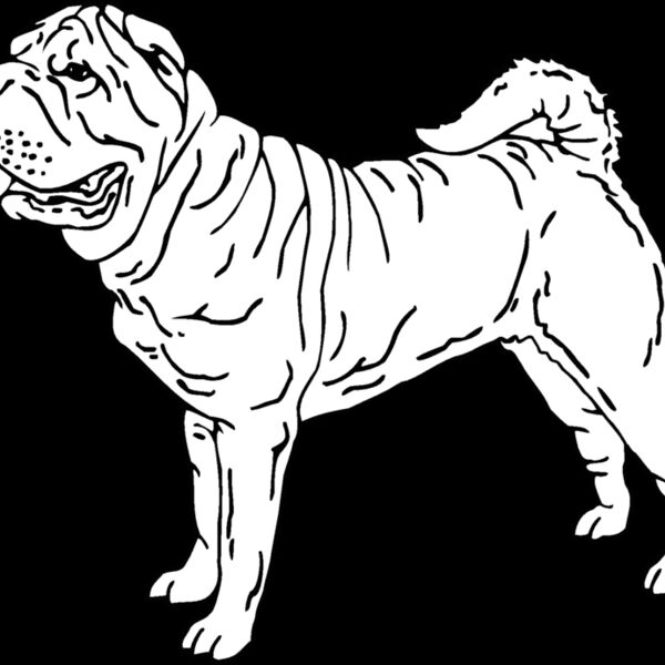 chinese pug Thumbnail