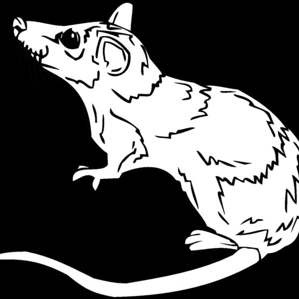rat2 Thumbnail