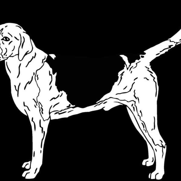 english pointer Thumbnail