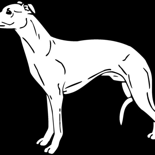 whippet3 Thumbnail