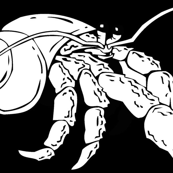 hermit crab 2 Thumbnail