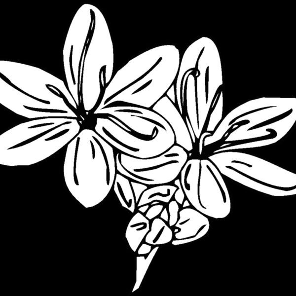 schizanthus Thumbnail