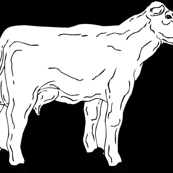 cow2 Thumbnail