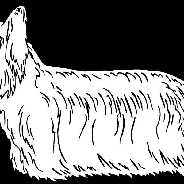 skye terrier Thumbnail
