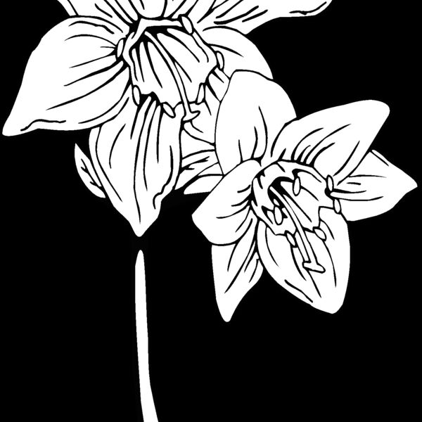 amazon lily Thumbnail