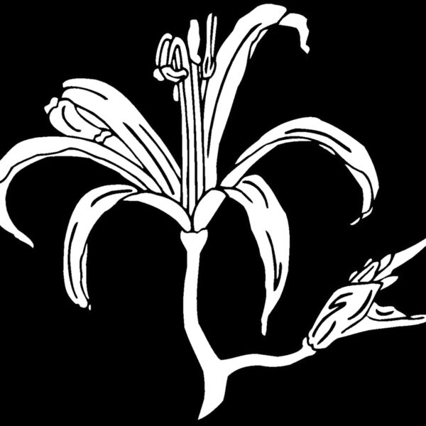 nerine blossom Thumbnail