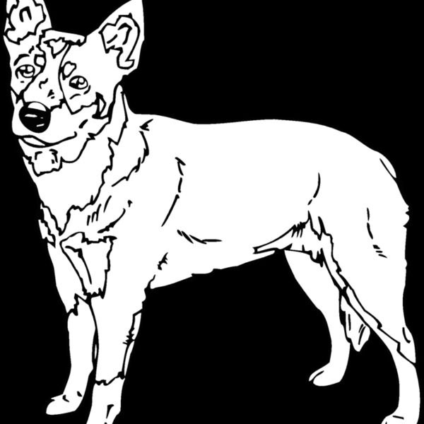 queensland heeler Thumbnail