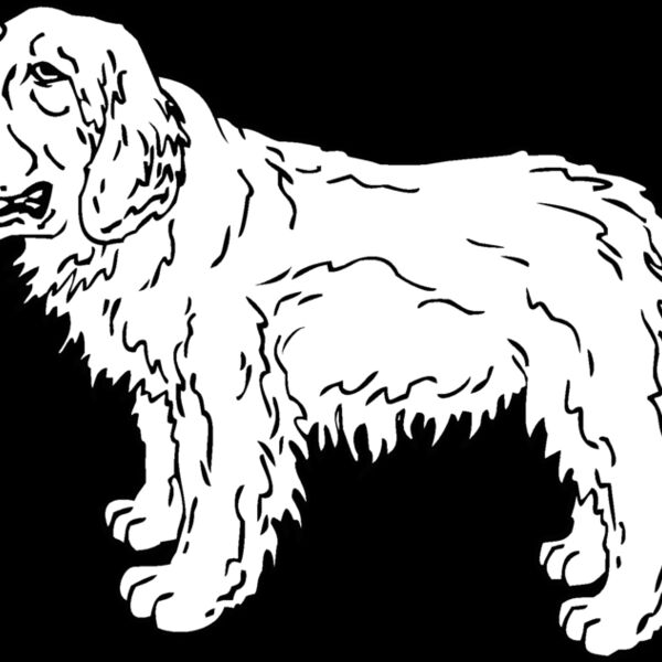 clumber spaniel Thumbnail