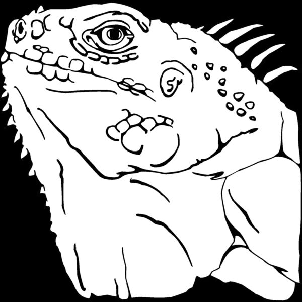 iguana 02 Thumbnail