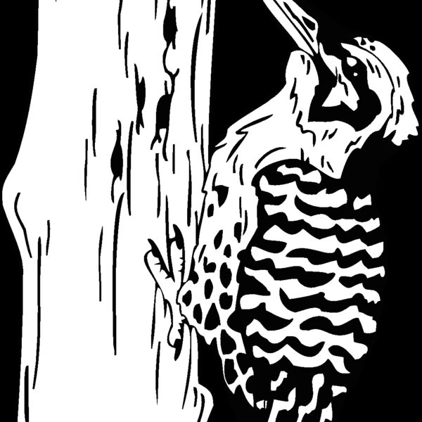 woodpecker Thumbnail