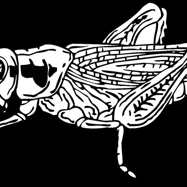 grasshopper Thumbnail