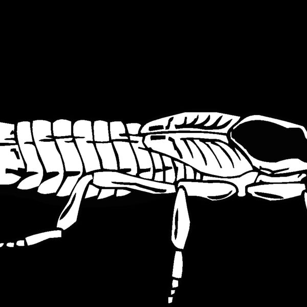 earwig Thumbnail