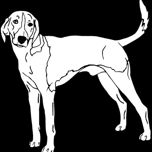 american foxhound Thumbnail