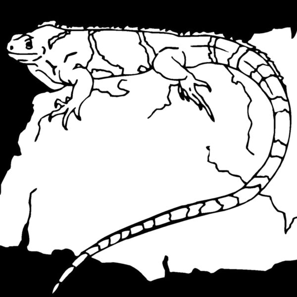 iguana 03 Thumbnail