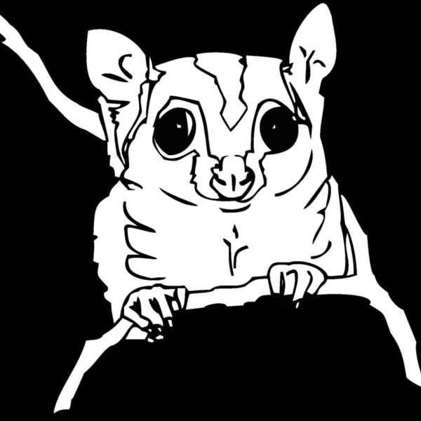 sugarglider Thumbnail