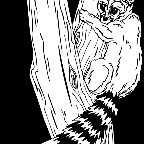 ringtaillemur Thumbnail
