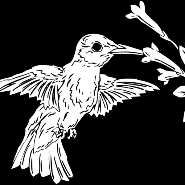 hummingbird2 Thumbnail