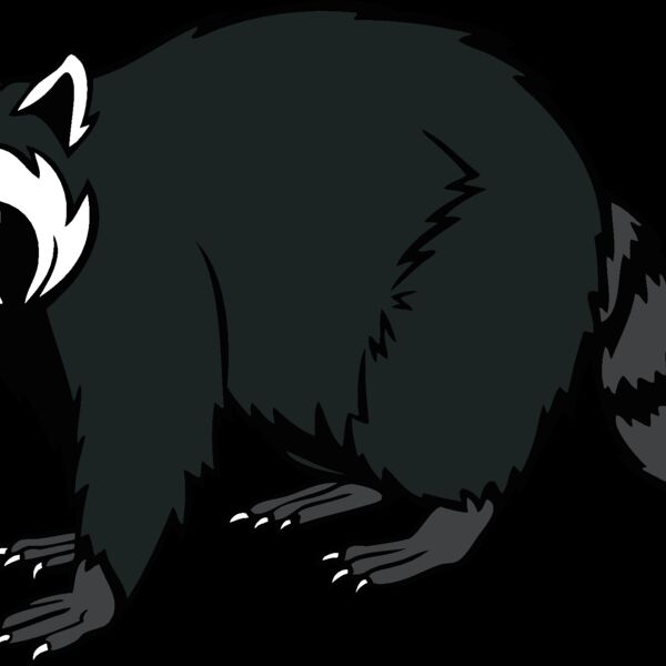 raccoonm08 Thumbnail