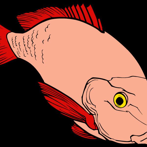 fish redsnapper 2 Thumbnail