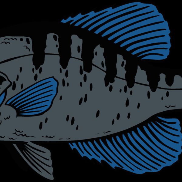 fish crappie Thumbnail