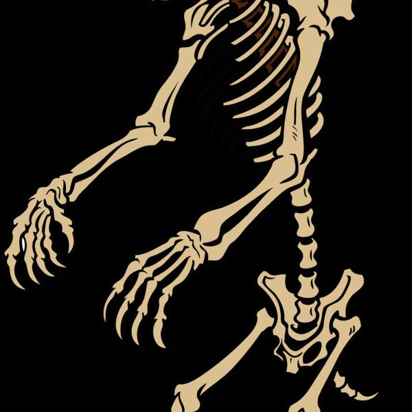 bear skeleton Thumbnail